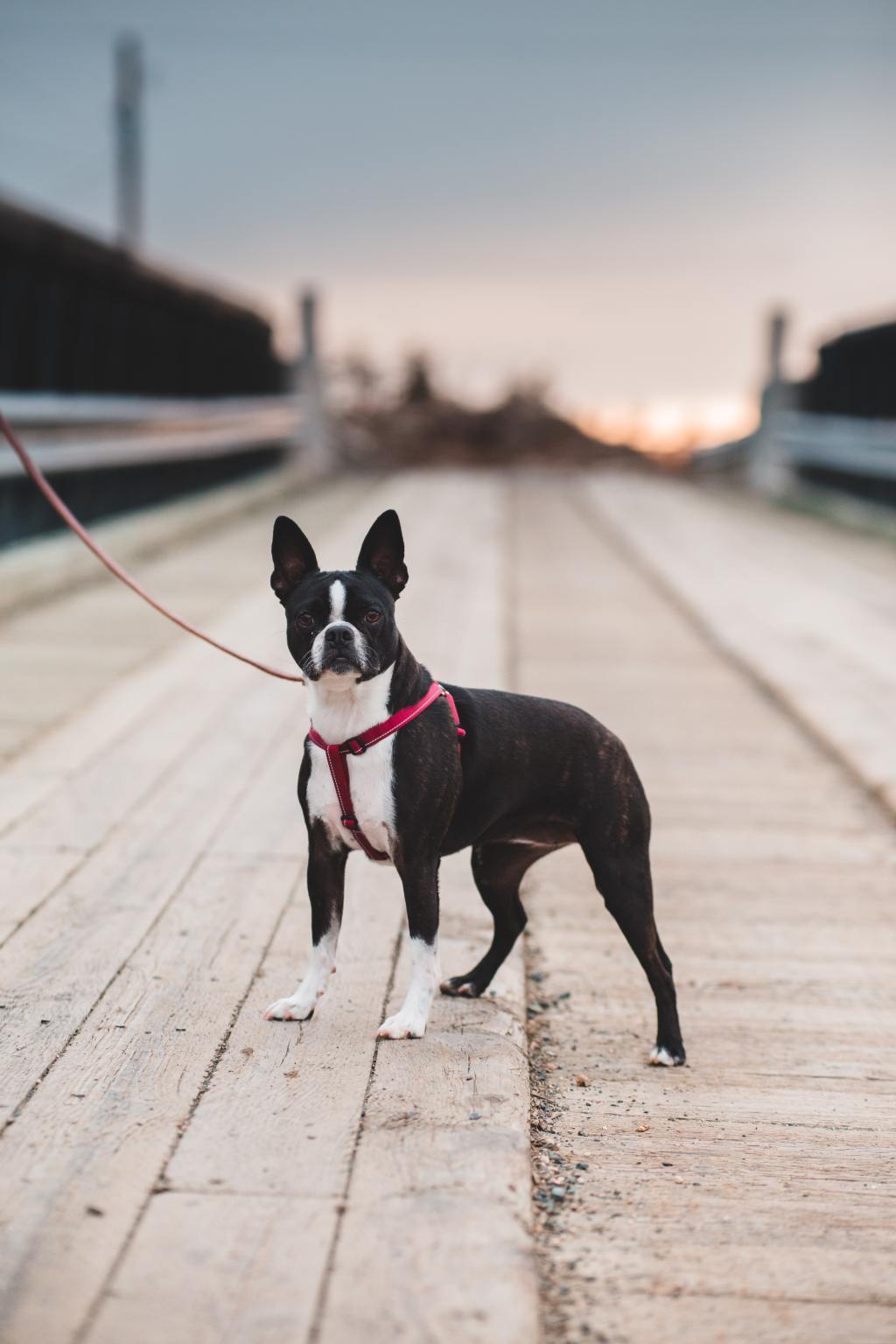 10 things about Boston terriers: 101