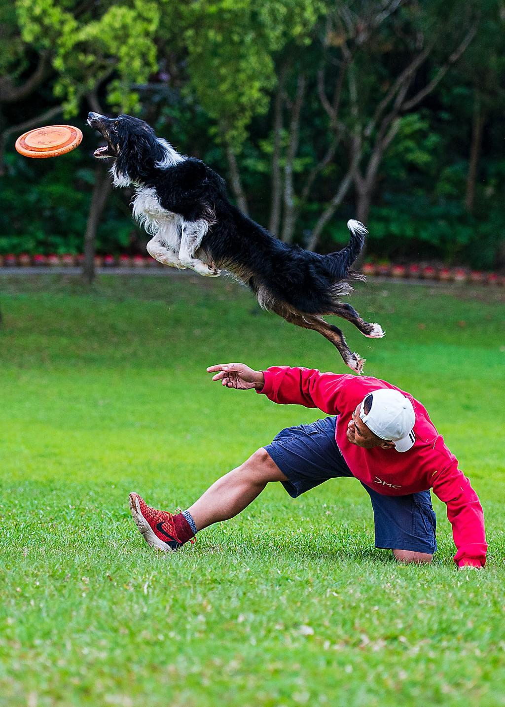 “A dog’s brain in action: Insights into effective Dog training methods”